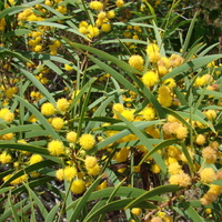 Formosa acacia